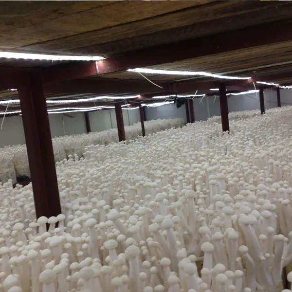 温州优质高压微雾变频加湿器生产厂家